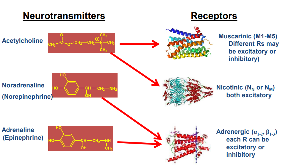 <p>ANS Transmitters and Receivers</p>