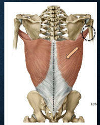 <p>what muscles? function? </p>