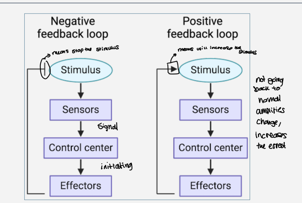 <p>negative - means that the stimulus stops , back to normal </p><p>positive - the stimulus is increases ,does not go back to normal ,it amplifies the change </p>