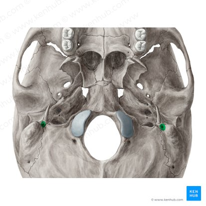 An opening between the styloid and mastoid processes