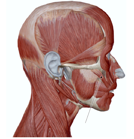 <p>name the muscle</p>