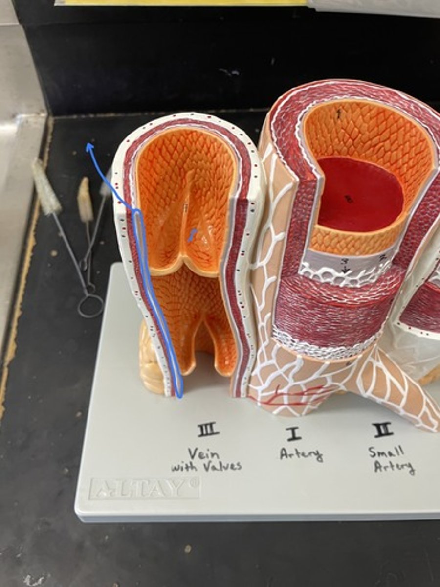 <p>thin layer of connective tissue underlying endothelium</p>