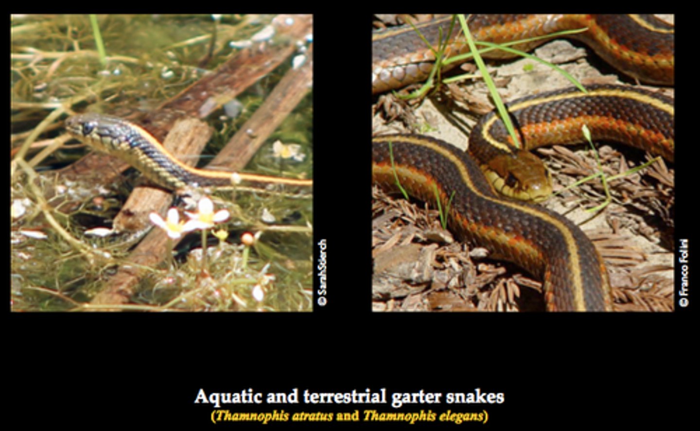 <p>species occur in the same area but occupy different habitats</p>
