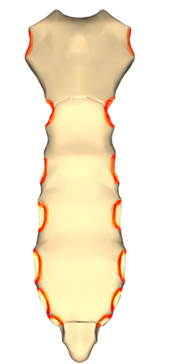 <p>indentations on sternum where costal cartilages from the ribs articulate</p>