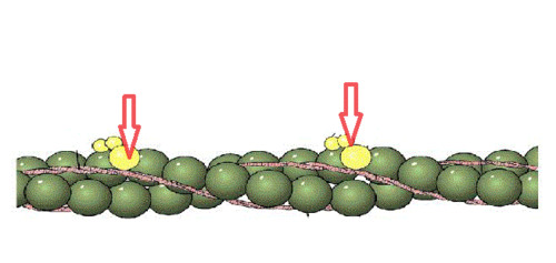 A protein of muscle that together with tropomyosin forms a regulatory protein complex controlling the interaction of actin and myosin and that when combined with calcium ions permits muscular contraction