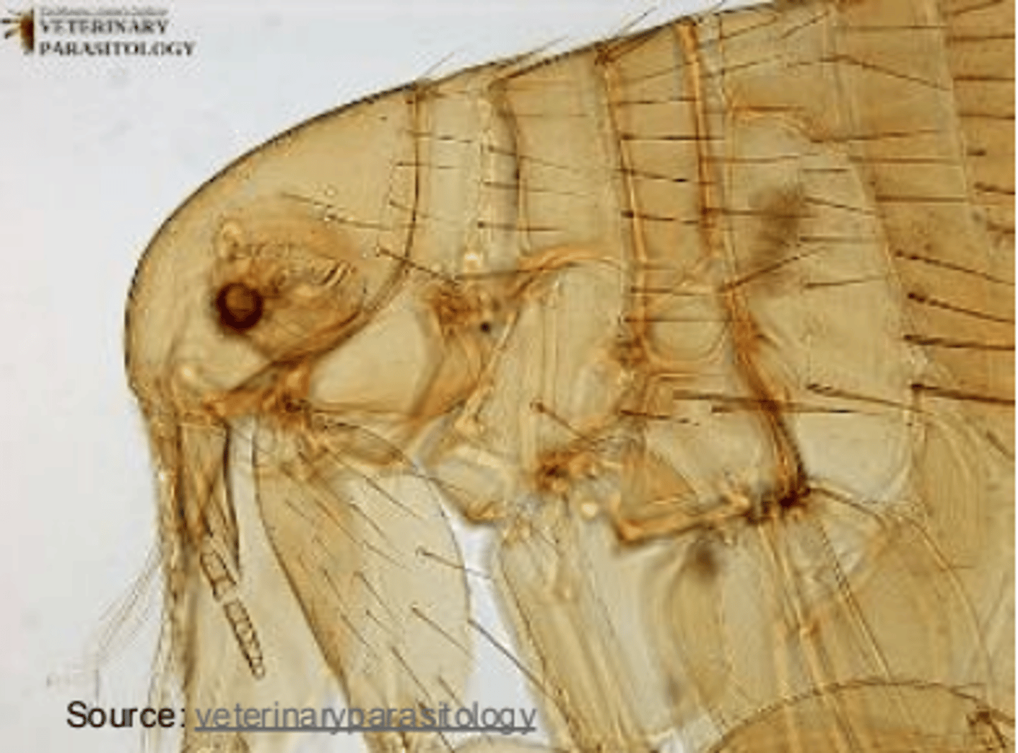 <p>what is the ectoparasite?</p>