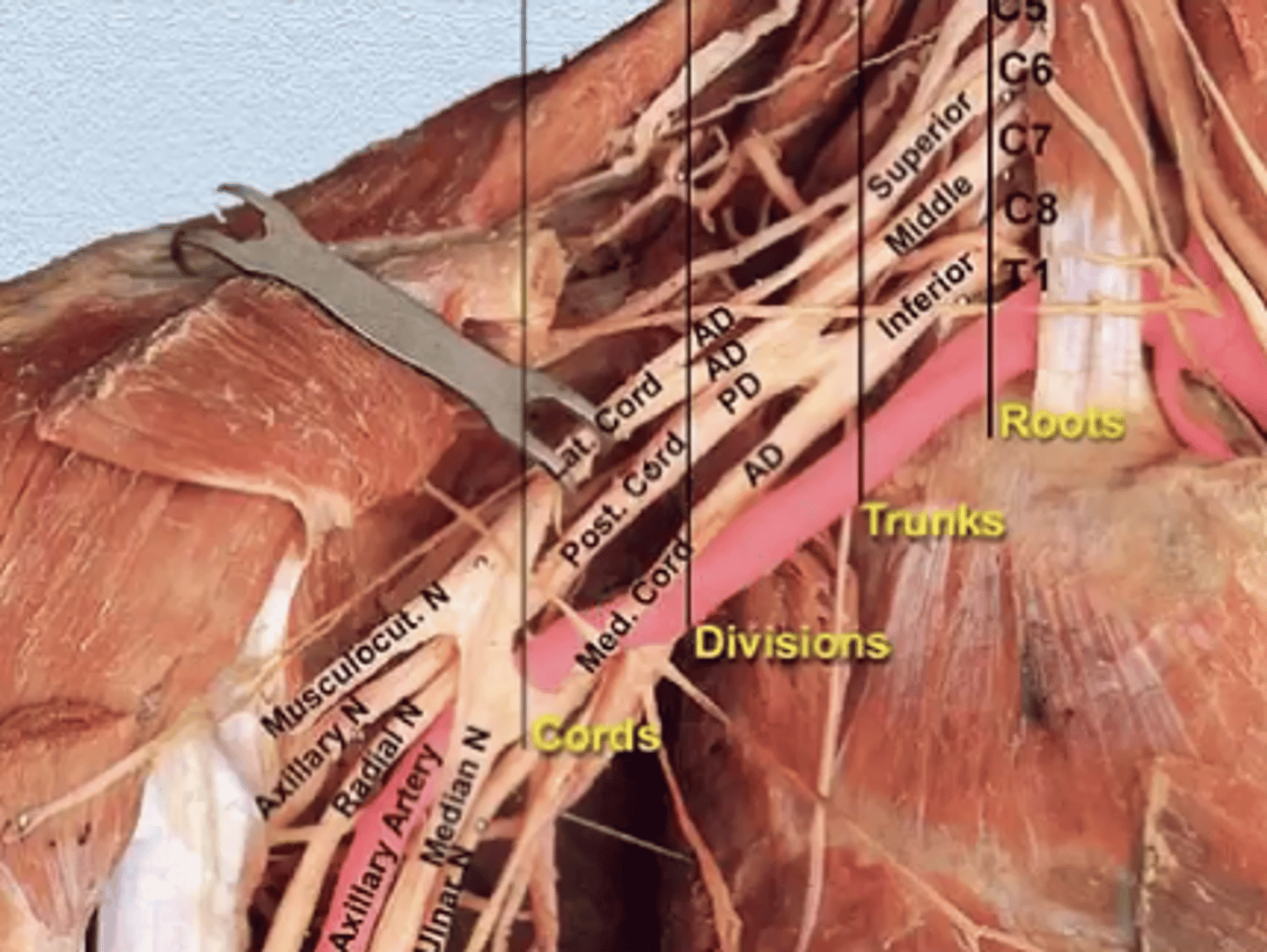 <p>a total of 8 nerves</p><p>4 major nerves of upper limb </p>