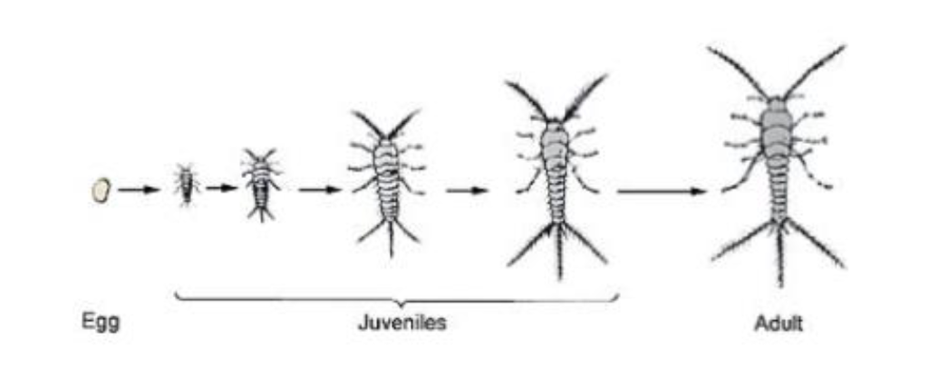 <p>what type of metamorphosis is this</p>
