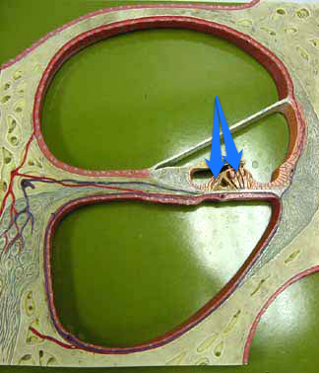 <p>the sensory receptor cells located within the inner ear, specifically in the cochlea, which convert mechanical sound waves into electrical signals that the brain can interpret (Where transduction occurs fr)</p>