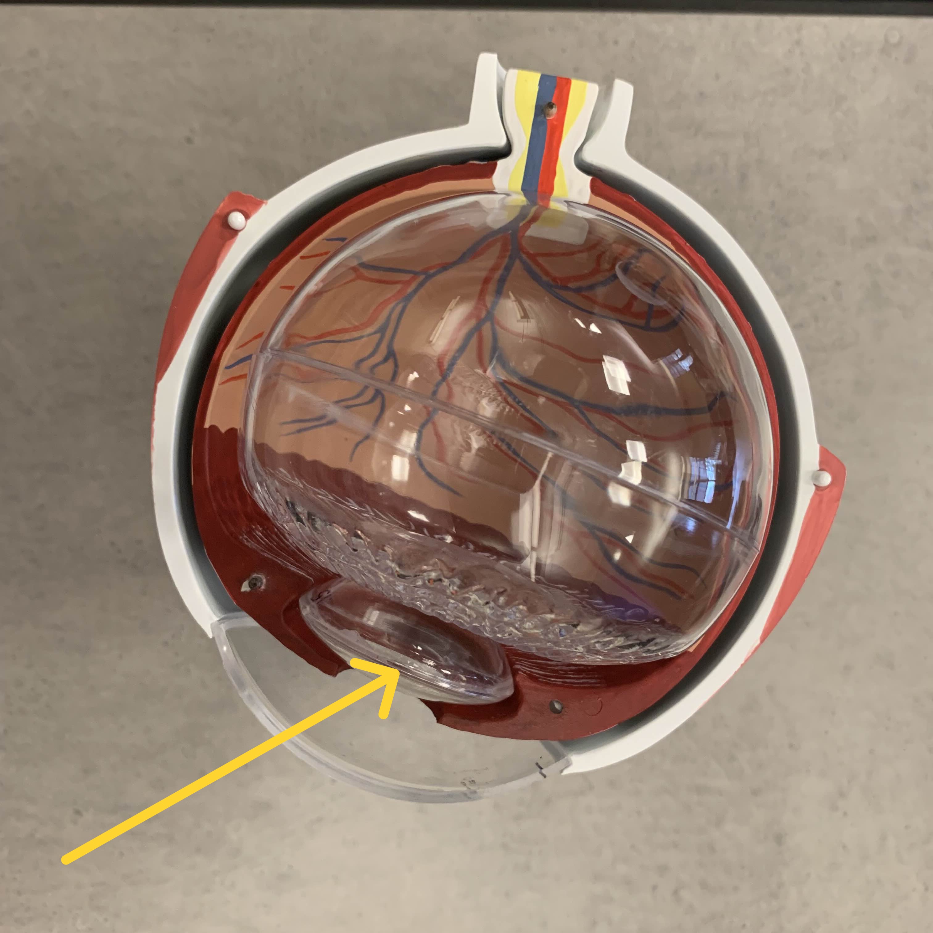 <p>Which part of the eye is:</p><ul><li><p>Like an onion</p></li><li><p>Behind iris and pupil</p></li></ul><p></p>