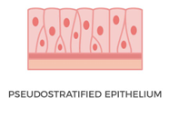 <ul><li><p><span style="background-color: transparent;"><span>Pseudostratified - essentially simple but in different sizes and shapes</span></span></p></li></ul><ul><li><p><span style="background-color: transparent;"><span>Transitional - &nbsp;are stratified, however When they receive a lot of pressure they can extend until their simple</span></span></p></li></ul><p></p>