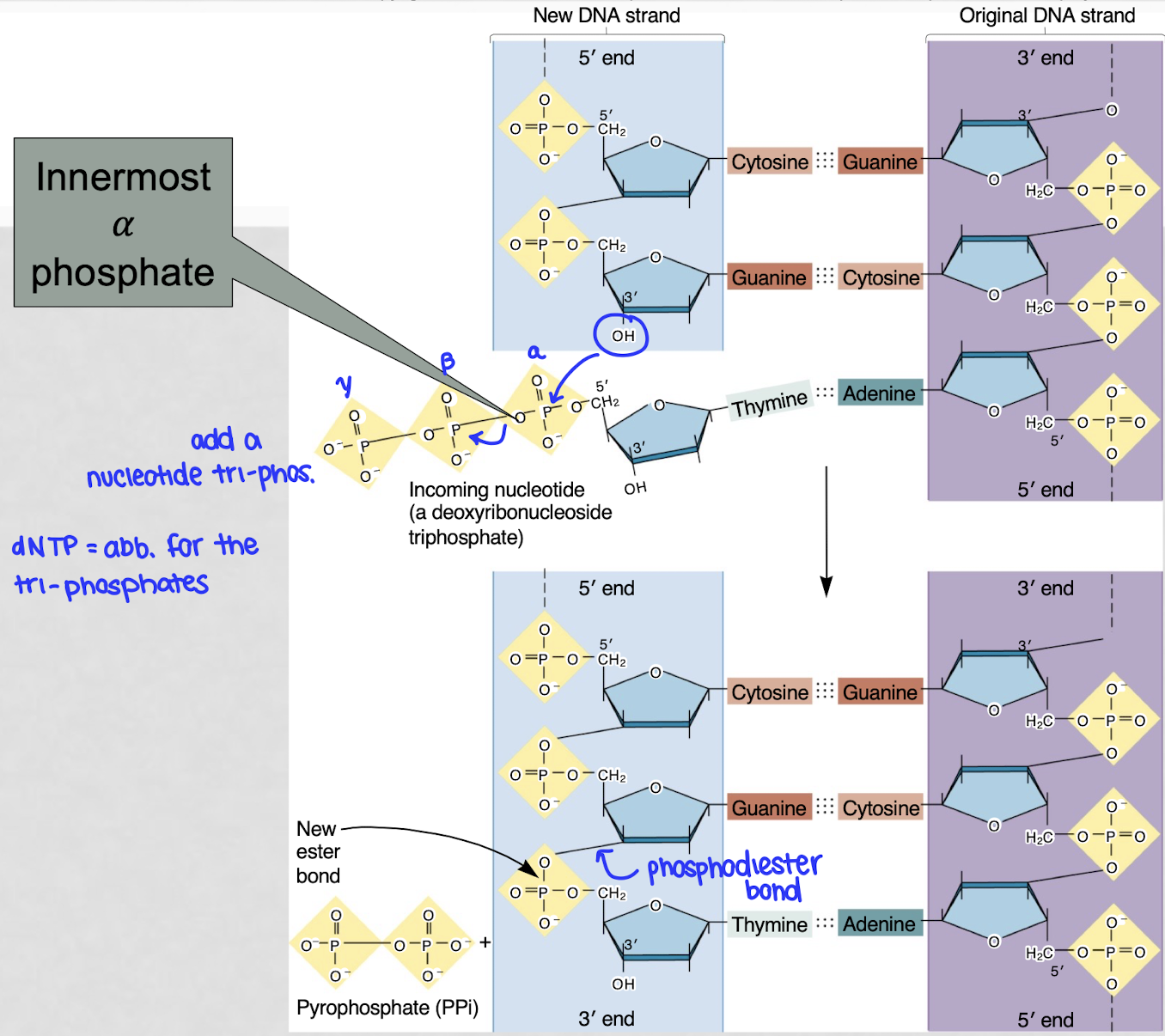 <p>the 3’ OH of the last nucleotide of the DNA strand attacks the alpha phosphate of the first phosphate group of the incoming nucleotide, kicking out a diphosphate → phosphodiester bond</p><p>catalyzed by DNA polymerase</p><p>ribose is the nucleophile, a-P is the electrophile</p>