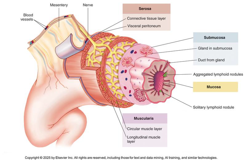 <p>Inner circular (lots at sphincters) and Outer longitudinal</p><ul><li><p>Oblique layer sometimes present in addition to the circular and longitudinal layers</p></li></ul><p></p>