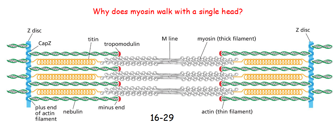 <p>Tropomodulin – caps and stabilizes the minus end of actin filaments.</p><p>Nebulin – binds actin filaments to influence their length.</p><p>Titin – extend from Z disc and associate with myosin thick element as molecular spring and ruler (help the engagement of myosin with actin)</p>