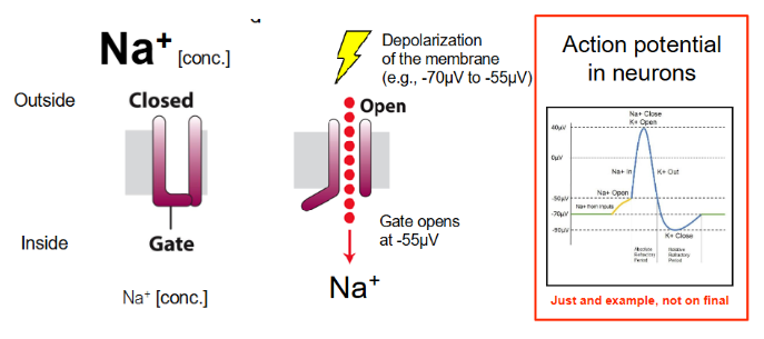 <ul><li><p>e.g. Na<sup>+</sup> and K<sup>+</sup> channels</p></li><li><p>Respond to changes in charge across the membrane</p></li><li><p class="">Na⁺ concentration higher outside the cell, lower inside</p></li><li><p class="">Example: Neuron action potentials</p></li><li><p class="">Under non-depolarized conditions, neurons have low Na⁺ inside</p></li><li><p class="">Opening Na⁺ channels under these conditions leads to action potential and depolarization of membrane</p></li><li><p class=""><strong>Action Potential</strong>: Passage of electrical signal down nerve axon</p></li></ul><p></p>