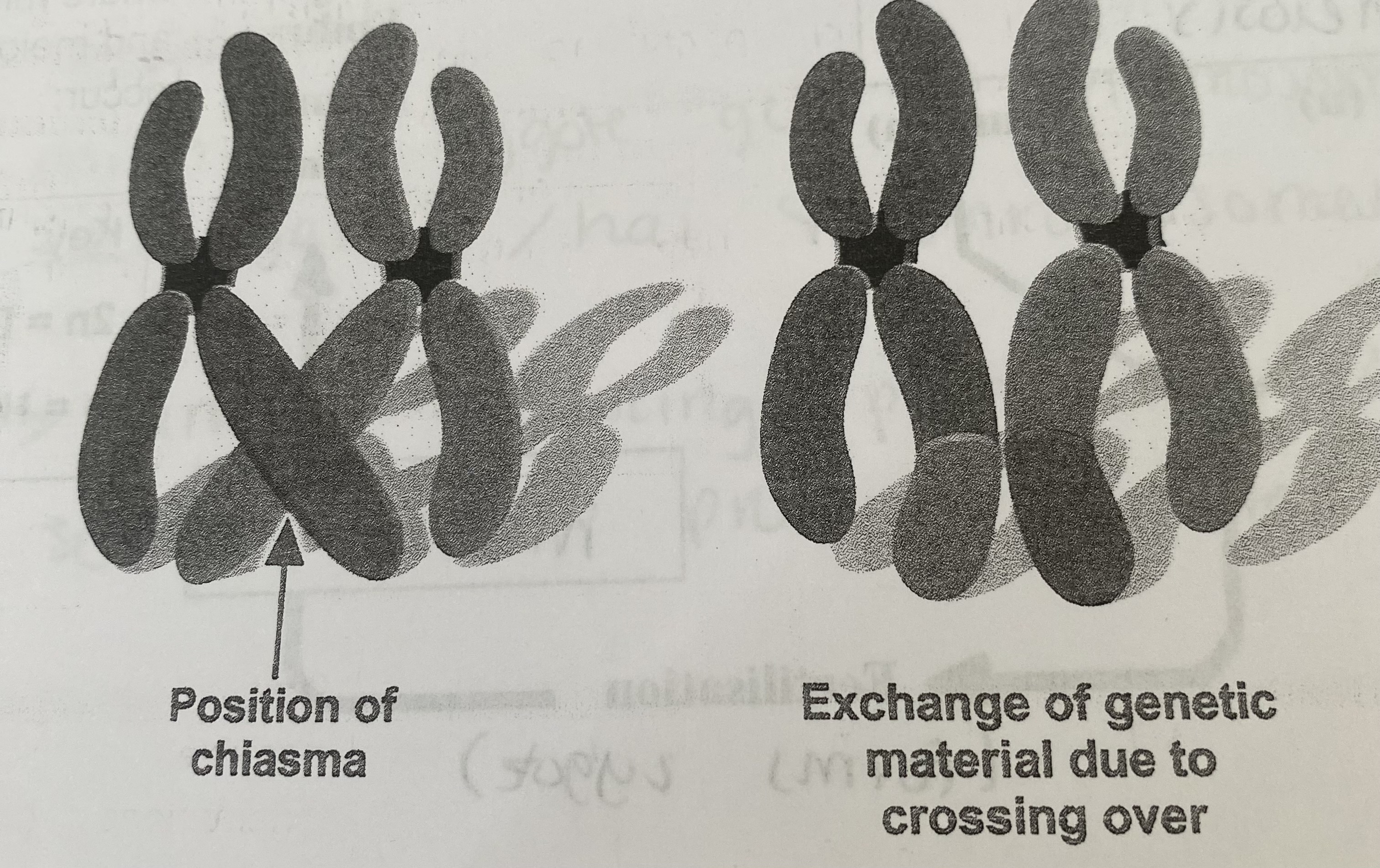 <ul><li><p>when homologous pairs associate, in meiosis I, they form a <strong>bivalent</strong> and one <strong>chromatid</strong> of each chromosome becomes wrapped around each other at points called <strong>chiasmata</strong></p></li><li><p>this causes sections of each chromatid to break off and rejoin the chromatid of the homologous partner (crossing over)</p></li><li><p>alleles are exchanged and genetic recombination occurs </p></li></ul><p></p>