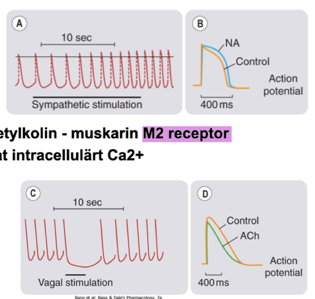 <p><strong>Sympaticus</strong>: NA verkar på beta-1-receptorer → ökat cAMP → ökat intracellulärt kalcium → stimulerar ökad inotropi, kronotropi och automaticitet.</p><p><strong>Parasympaticus</strong>: Ach verkar på M<sub>2</sub>-receptorer → minskat cAMP → minskat intracellulärt kalcium → stimulerar till negativ inotropi och lägre frekvens genom att förlänga fas 4 (pacemakerceller).</p>