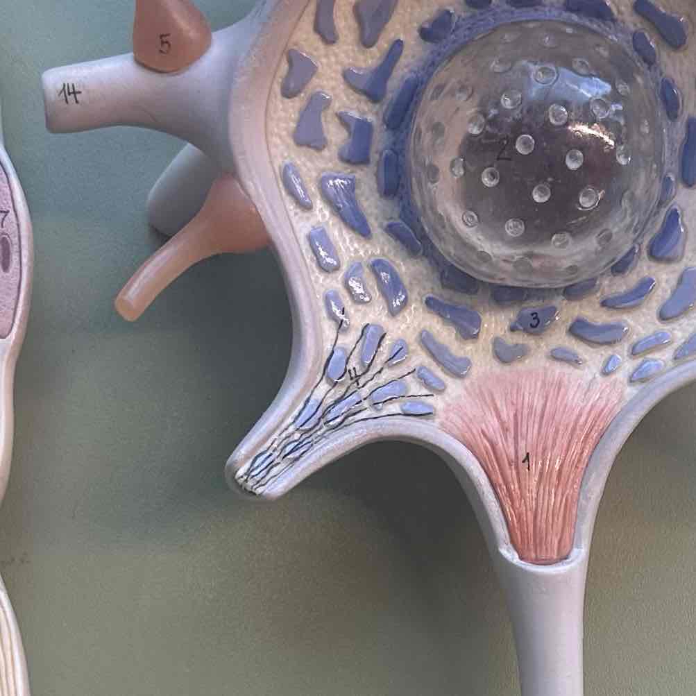 <p>(4) bundles of neurofilaments that helps maintain cell shape</p>