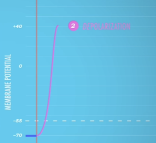<p>positive Na+ ions enter cell</p>
