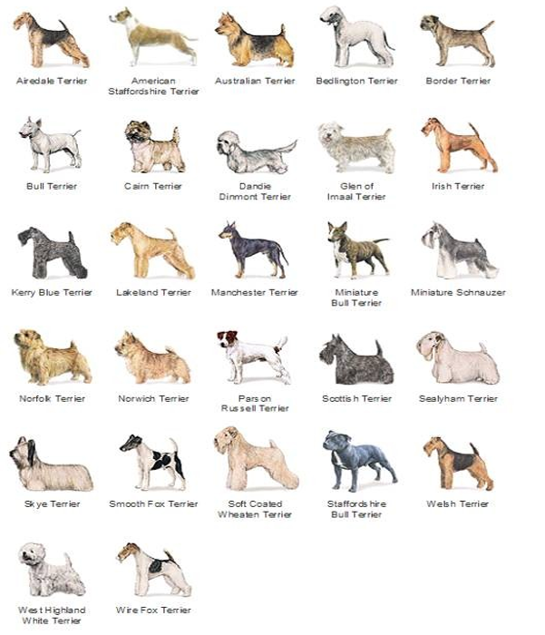 <p>Terriers breed group</p>