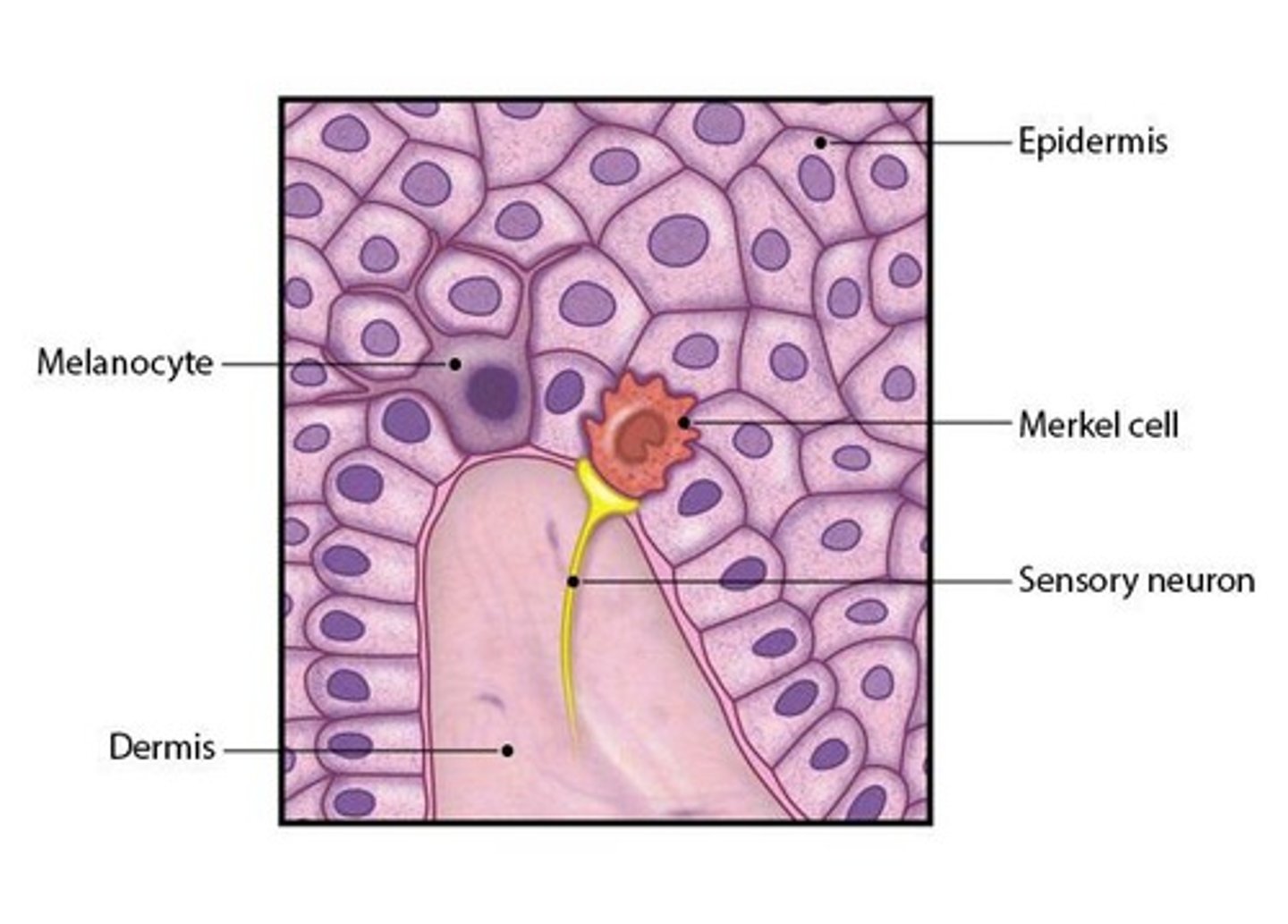 <p>Olfactory receptor cells, supporting cells, and basal cells.</p>