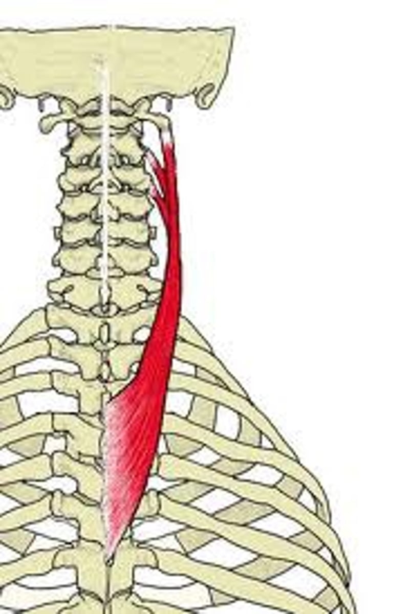 <p>tubercles of transverse process of C1-C3 or C4</p>