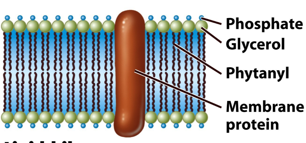 <ol><li><p>phospholipid bilayer: fatty acid, glycerol, phosphate</p></li><li><p>integral membrane proteins: anchored proteins in the membrane; </p><ol><li><p>membrane strengthening proteins</p><ul><li><p>eukaryotes and methanotrophs: use sterols (cholesterol) </p></li><li><p>bacteria: use hopanoids</p></li></ul></li></ol></li></ol><ul><li><p>phospholipid bilayer formed from glycerol components <strong>esther linked </strong>to fatty acids </p></li></ul><p></p>
