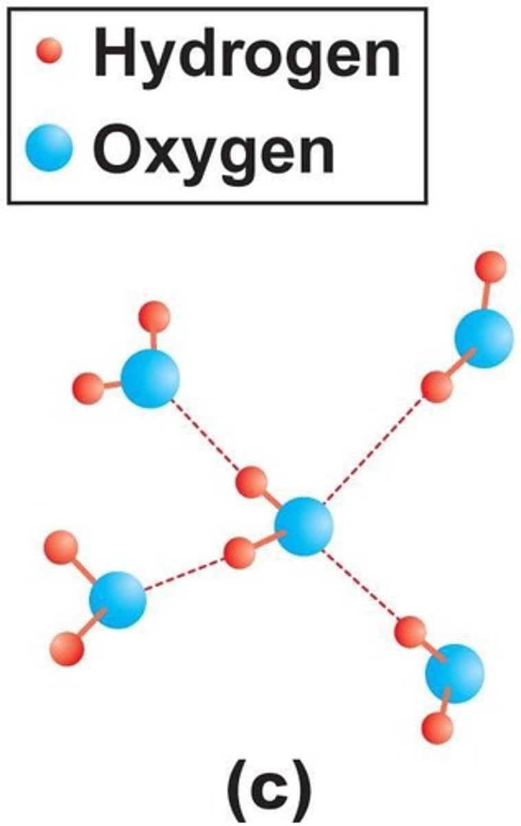 <p>Attraction between polar water molecules.</p>