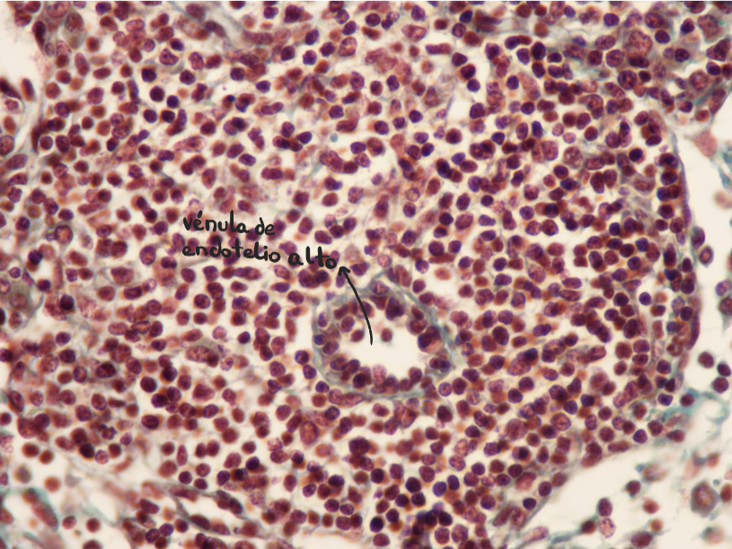 <p>Ganglio linfático</p><p>Vénulas del endotelio alto - corteza interna</p>