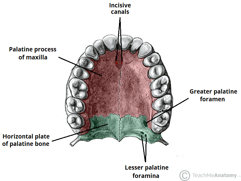 <p>Project posteriorly from alveolar process, forming the anterior 2/3 of the hard palate/bony roof of mouth.</p>