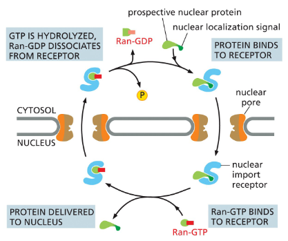 <ul><li><p>A nuclear import receptor binds to a nuclear protein in the cytosol.</p></li><li><p>The receptor + protein complex enters the nucleus.</p></li><li><p>Inside the nucleus, Ran-GTP binds to the receptor.</p></li><li><p>This binding causes the receptor to release the nuclear protein.</p></li><li><p>The receptor, still carrying Ran-GTP, exits the nucleus back into the cytosol.</p></li><li><p>In the cytosol, Ran hydrolyzes its GTP → GDP.</p></li><li><p>Ran-GDP detaches from the import receptor.</p></li><li><p>The receptor is now free to pick up another nuclear protein.</p></li><li><p>Ran-GDP is returned to the nucleus by its own import receptor</p></li></ul><p></p>