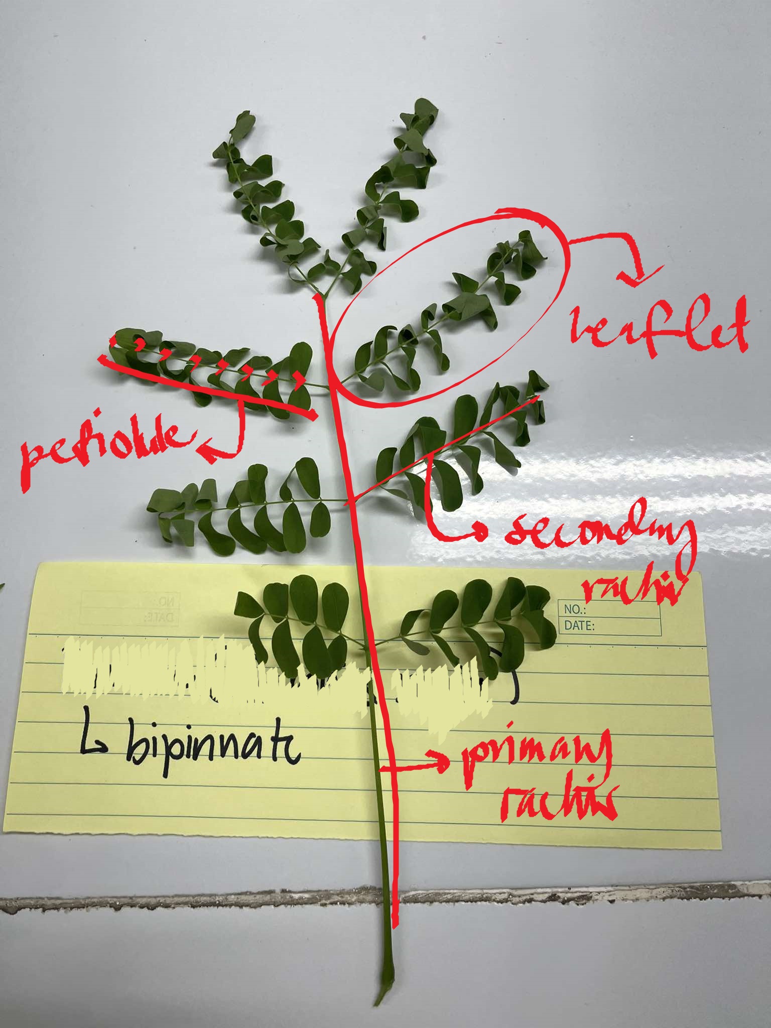 <p>firetree</p>