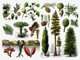 <p>bimët farëzhveshura</p>