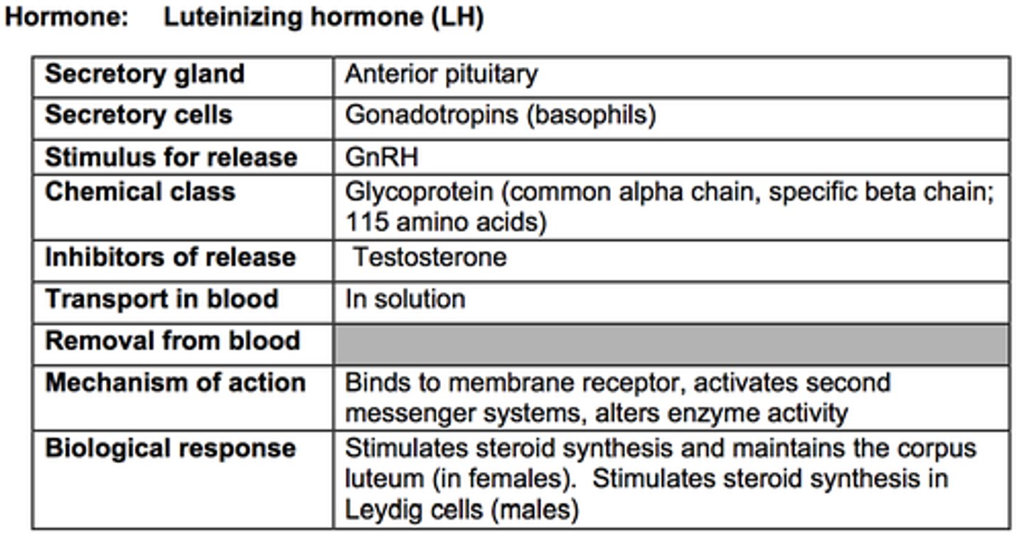 <p>hormone class (subunit of proteins)</p><p>- contain 2 subunits: a common a subunit and a distinct B subunit</p><p>- ex: TSH, LH, FSH, hCG</p><p>- 200+ amino acids</p><p>- glycosylation -> alpha carbohydrate side chain added</p>