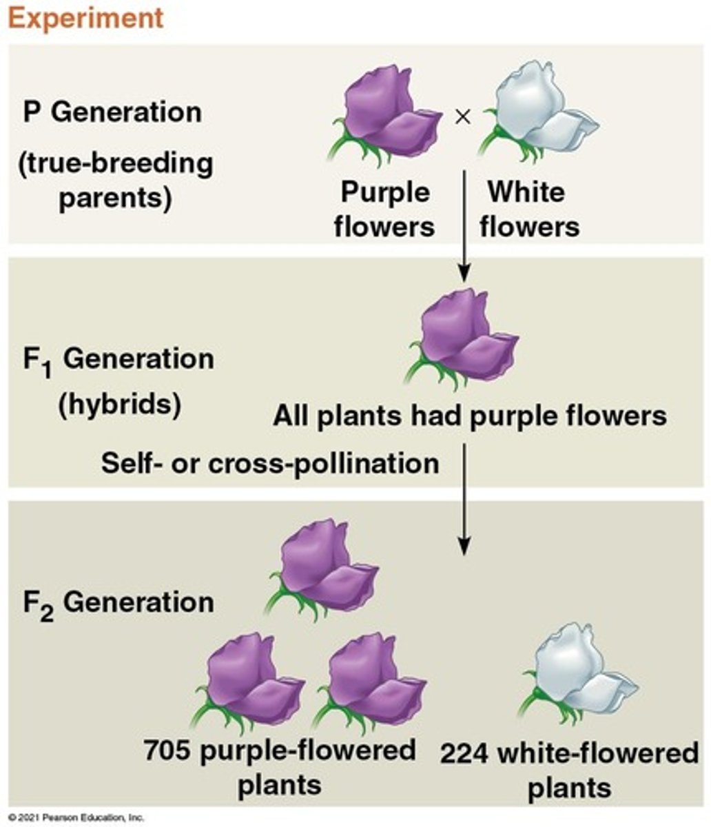 <p>First filial generation from parental cross.</p>