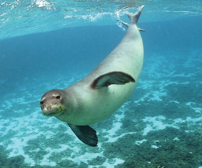 <p>Phocidae family</p><p class="has-focus">Their diet is diverse, as they are "generalist" feeders, primarily consuming reef fish, cephalopods (like octopus and squid), and crustaceans such as crabs, lobsters, and shrimp</p><p class="has-focus">dark gray to brown on their backs and silver to tan on their bellies, with newborn pups being black.</p>