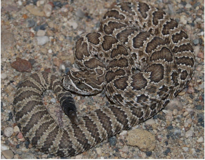 <p>prairie rattlesnake - highly venomous </p><ul><li><p>shades of brown from tan - greenish/dark brown, ventral cream/light yellow </p></li><li><p>brown saddles, darker blotches down back, spots on side</p></li><li><p><strong>white thin postocular stripe </strong></p></li><li><p>scales <u>keeled,</u> anal plate <u>undivided</u></p></li><li><p><strong>diurnal, nocturnal </strong></p></li><li><p><strong>pugnacious - </strong>striking, feisty</p></li></ul><p>open prairie areas, grassy plains</p>