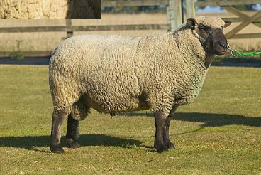 <p>What breed is this?</p>