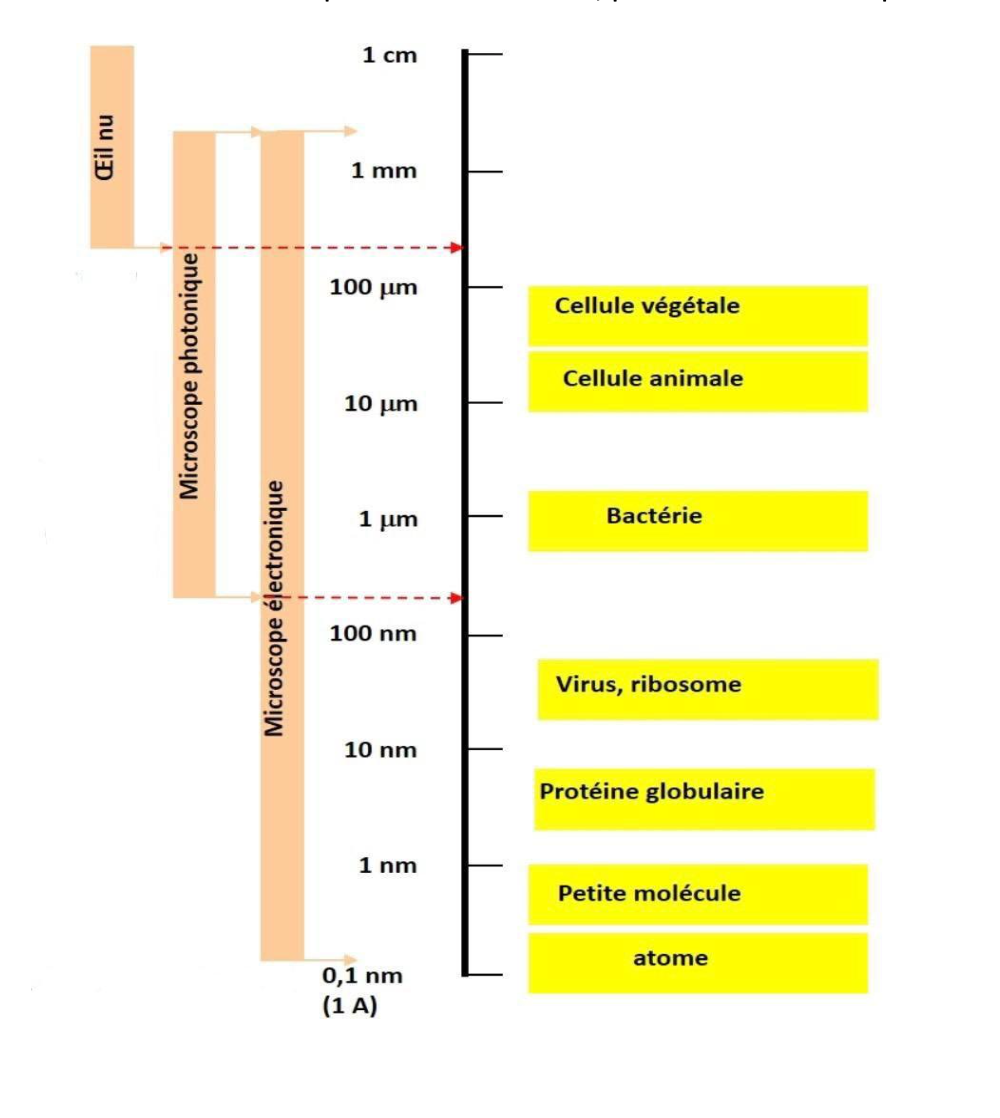 <p>De quelques millimètres à quelques centaines (200) de nanomètres</p>