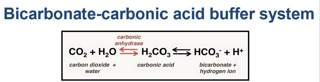 <p>is reversible:</p><p>CO2 + H2O → H2CO3 → HCO3- + H+</p><p>When there's too much acid (too many H+ ions) in your blood, bicarbonate (HCO3-) acts like a sponge to soak up those extra H+ ions, forming carbonic acid (H2CO3)</p><ul><li><p>HCO3− + H+→ H2CO3</p><p></p></li></ul><p>When there's too much base (too few H+ ions) in your blood, carbonic acid (H2CO3) can release H+ ions to balance things out. This helps neutralize the excess base</p><ul><li><p>H2CO3 → H+ + HCO3−</p></li></ul><p></p><p>20:1</p><p>is 20 bicarbonates to 1 carbonic acid</p><p></p><p></p>