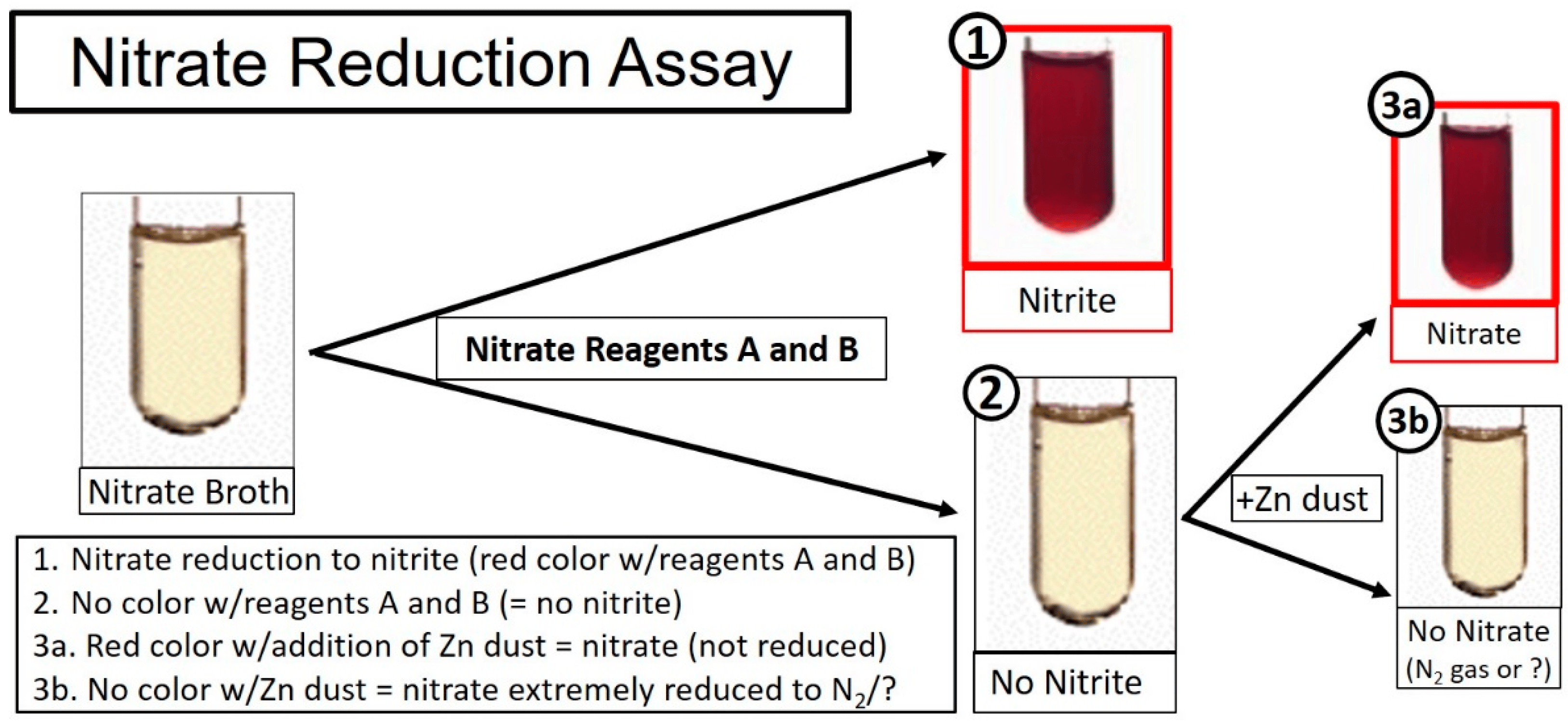 <p>Nitrate reducer to ammonia 3B pathway</p>