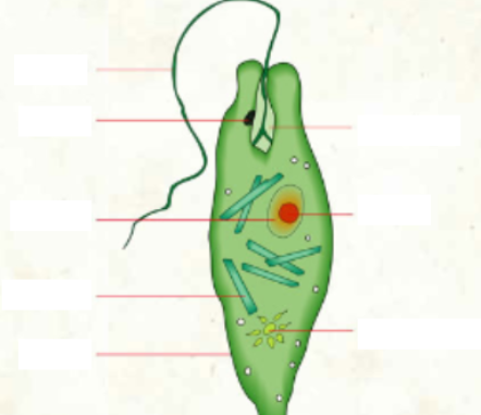 <p><span style="color: rgb(246, 178, 107);"><span>identify, draw, label</span></span></p>
