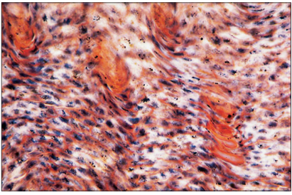 <p>name of histologic slide:</p><p>Specie:</p><p>Stain used:</p>