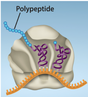 <p>End product of translation by the assembly of amino acids bonded together in a specific sequence&nbsp;</p><ul><li><p>interaction of one tRNA in the P site with another tRNA in the A site</p></li><li><p>Directed by the bonding of mRNA codon to the anticodon of a tRNA</p></li><li><p>Occurs in the ribosomes found in the cytoplasm of the cell&nbsp;</p></li></ul><p></p>