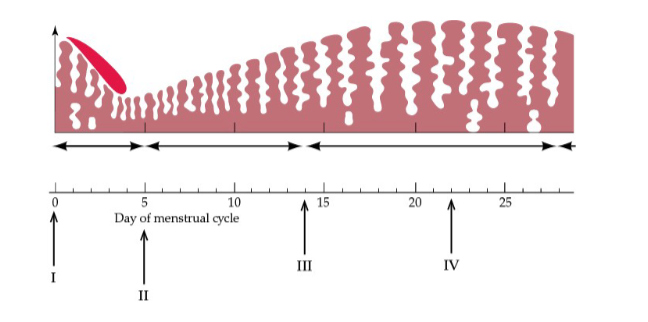 <p><span><span>What process is occurring at arrow III in the figure?</span></span></p>