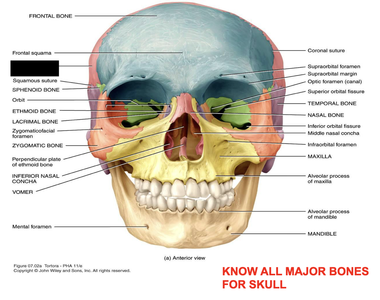 this is the skull, what major bone is this?