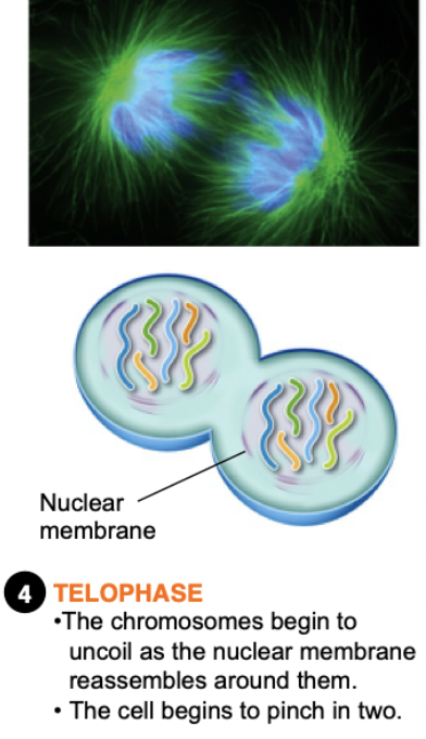 <ul><li><p>Events are reversed to make two cells</p></li><li><p>Chromosomes reach opposite poles and unravel</p></li><li><p>Mitotic spindles are broken down into monomers that will be used to assemble new cytoskeletons</p></li><li><p>Nuclear envelopes form around chromosomes</p></li></ul>