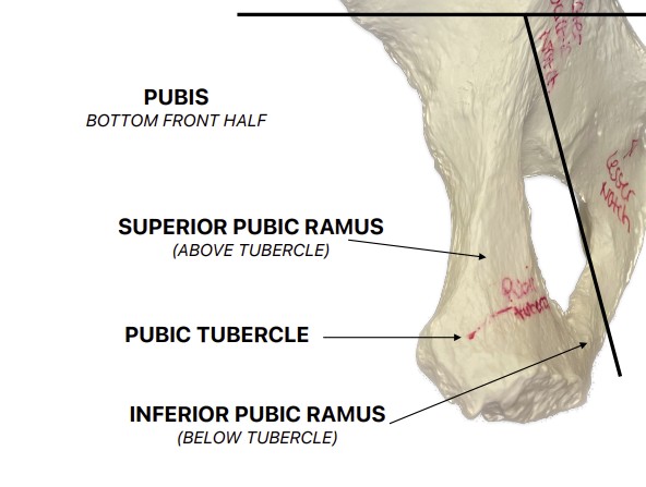 <p>What is the front of the bottom half of the hip bone?</p>