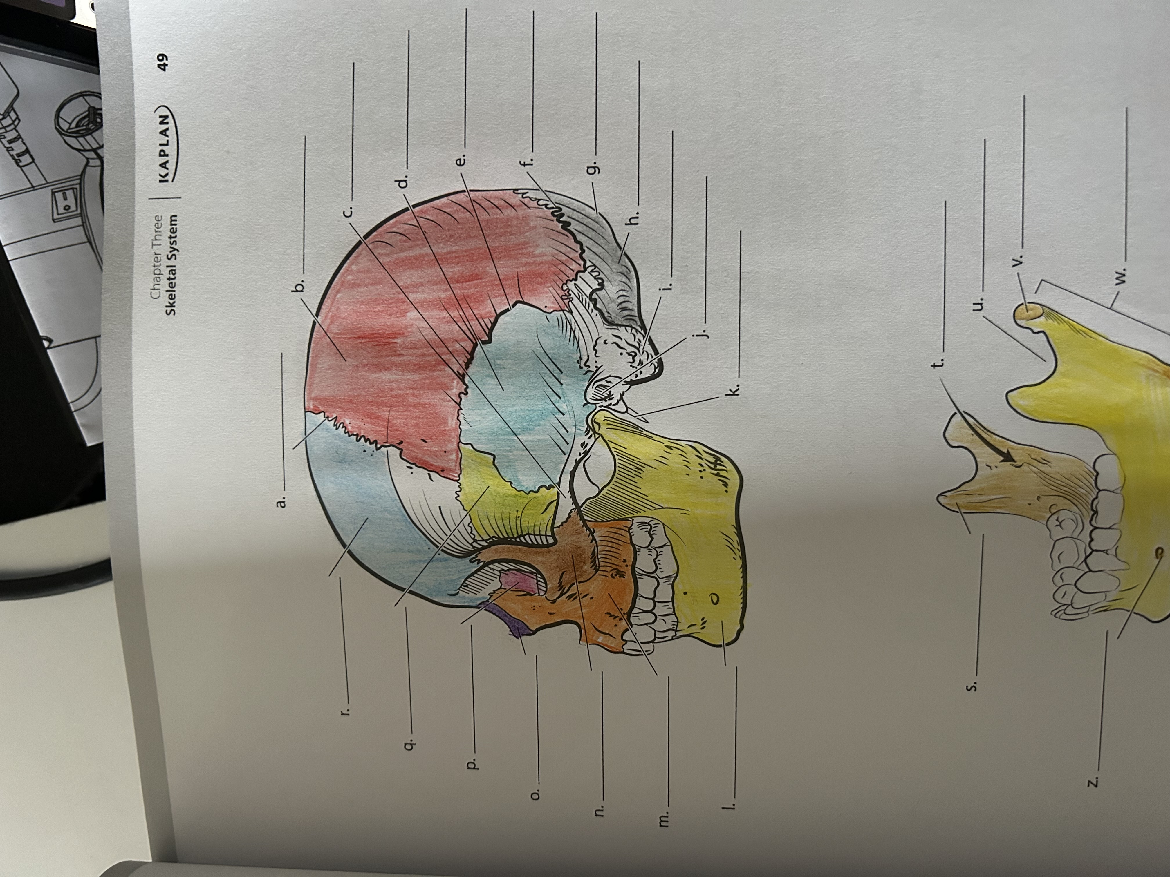 <p>Where’s the temporal bone?</p>