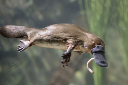 <p>platypus</p>